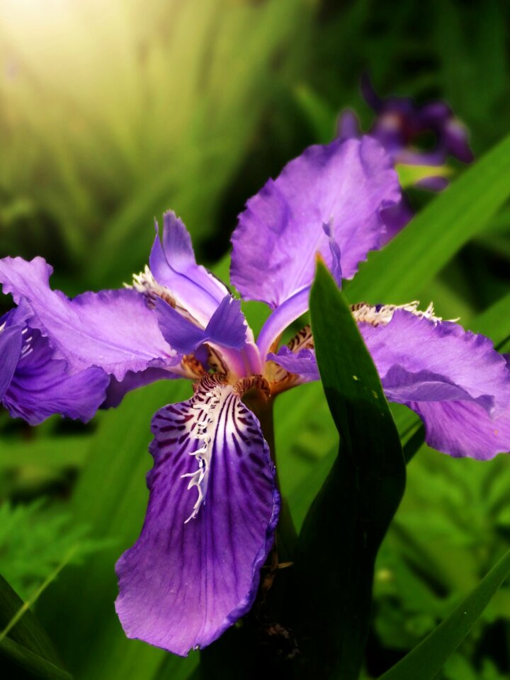 Purple flower flower bloom