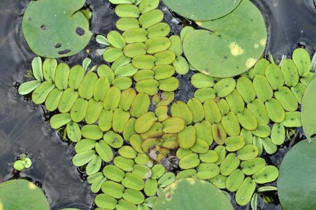 Plant protected water polo