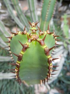 Plants cactus step