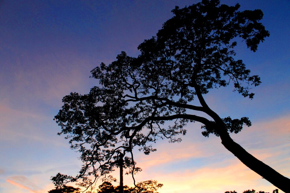 Nuwaraeliya sky sunrise