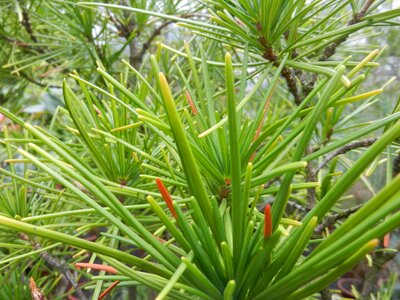 Iglak coniferous green