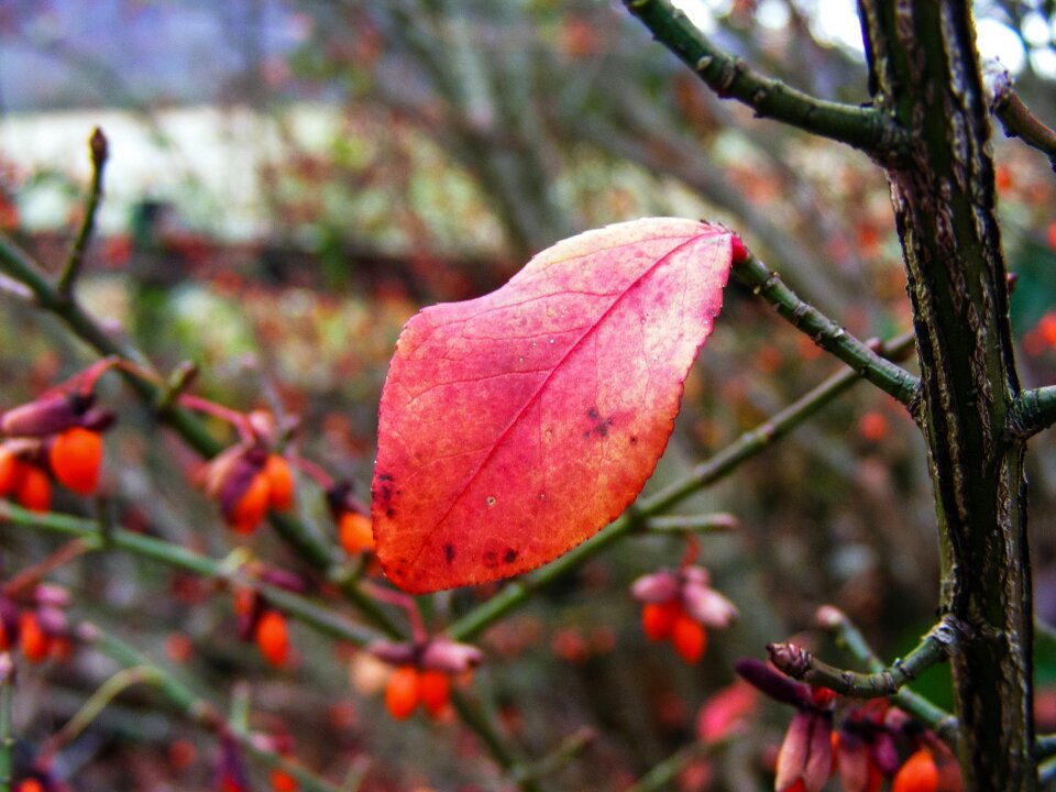 Season red colorful