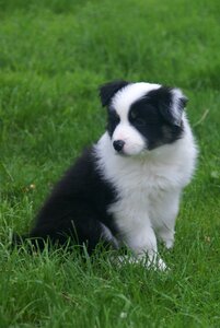 Puppy collie dog photo
