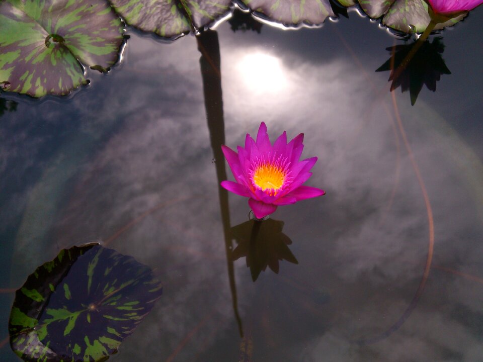 Lily family lotus bloom