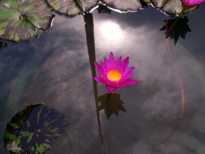 Lily family lotus bloom