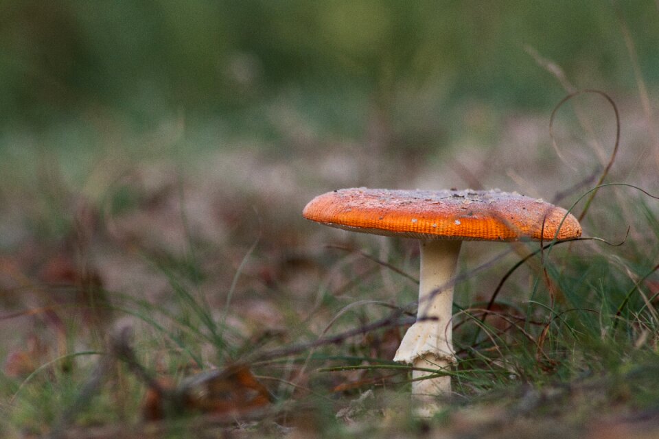 Mushroom autumn nature