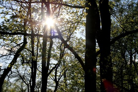 Park sun penetrating
