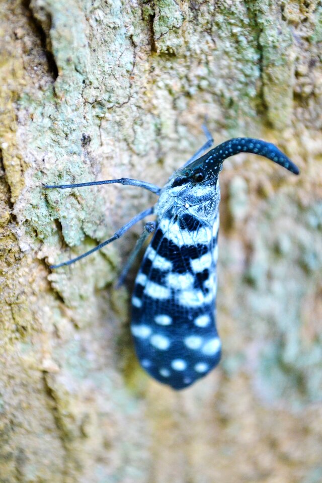 Insect pest butterfly