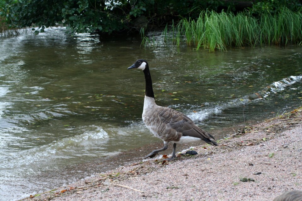 Animal water nature