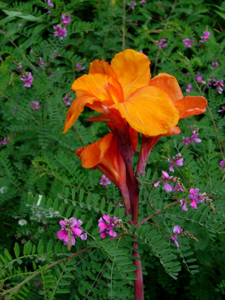 Blossom bloom orange