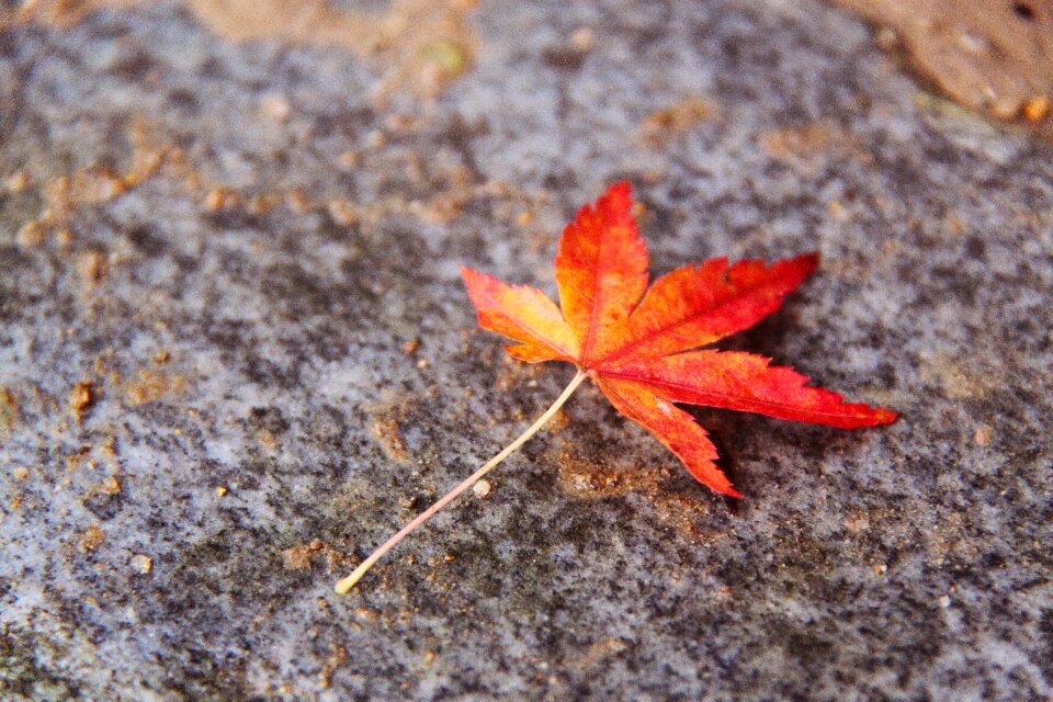 Maple leaf autumn kyoto