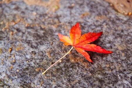Maple leaf autumn kyoto