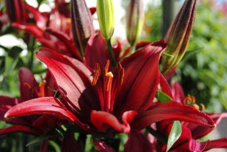 Garden plant flowers