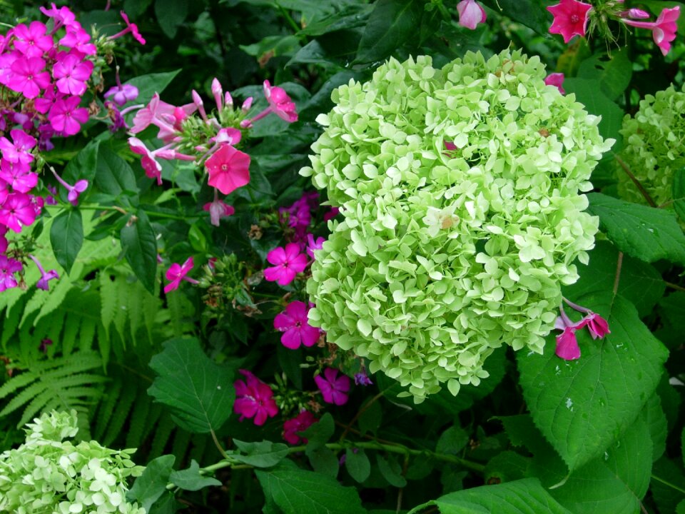 White inflorescence flower