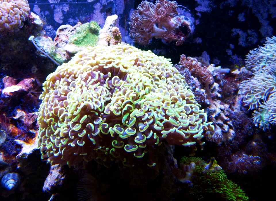 Sea meeresbewohner nature