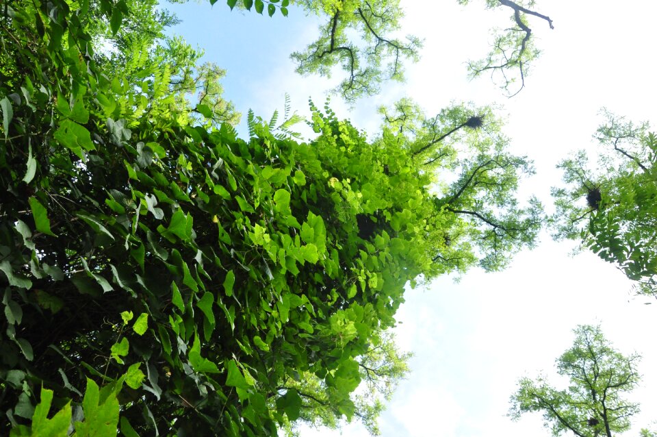 Acacia subfamily faboideae green park