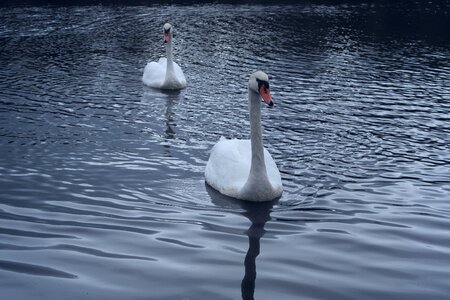 Water purity brightness
