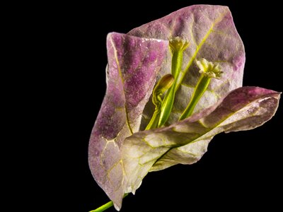 Flower bougainville triple flower