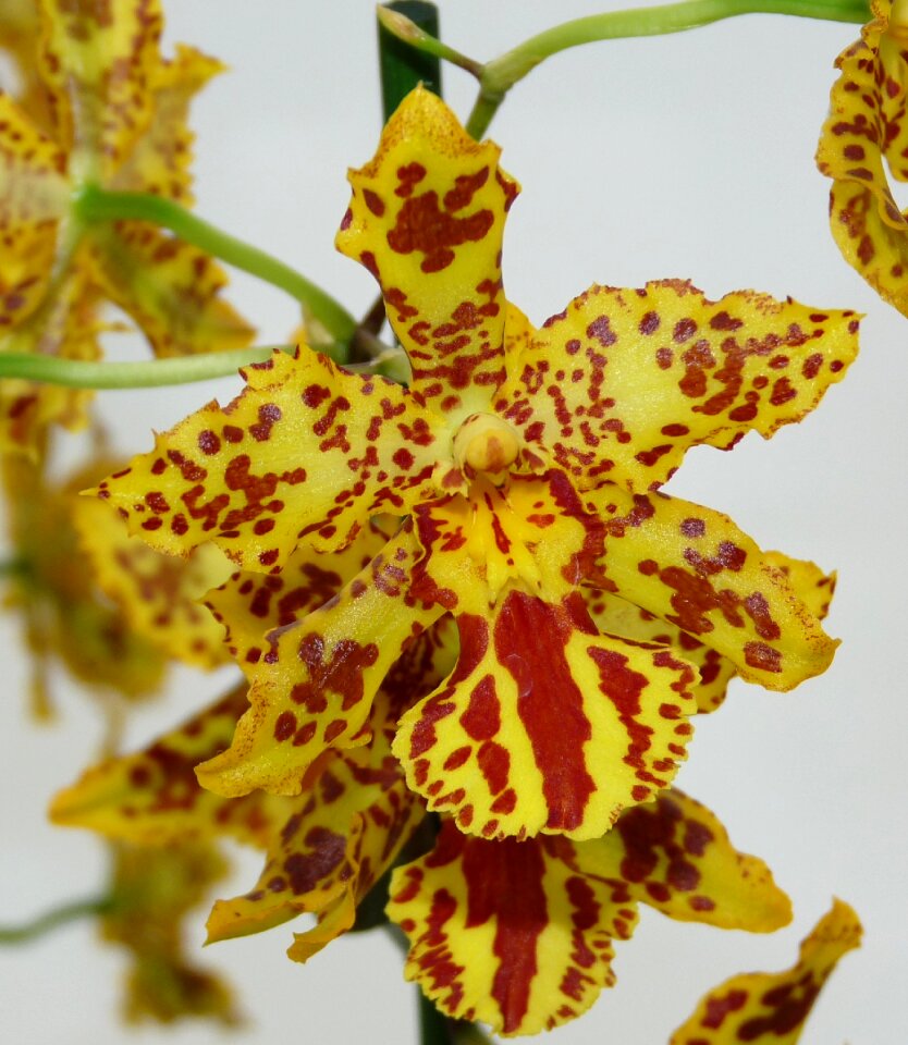 Bloom plant flora