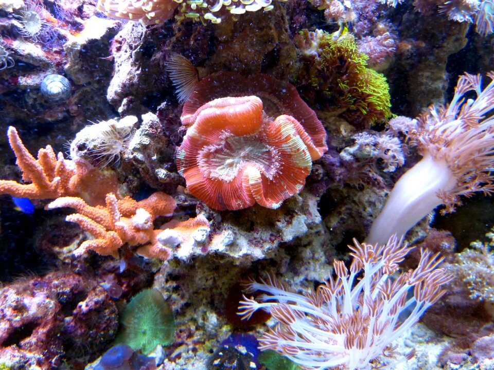 Sea meeresbewohner nature