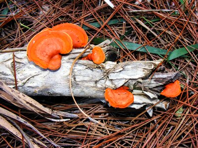 Shelf fungus outside photo