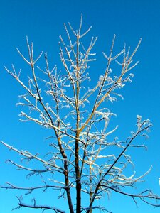 Sky blue sky branches photo