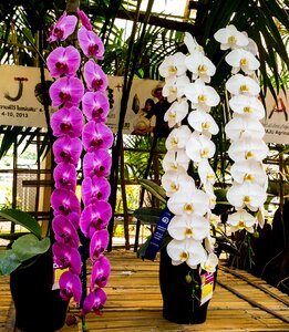 Bloom white purple