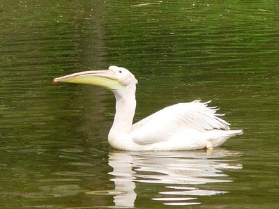 White water bird