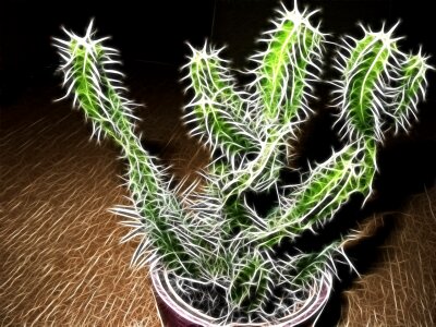 Fractal prickly plant