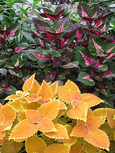 Colorful color leaves