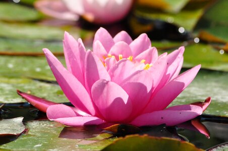 Water lily flower green