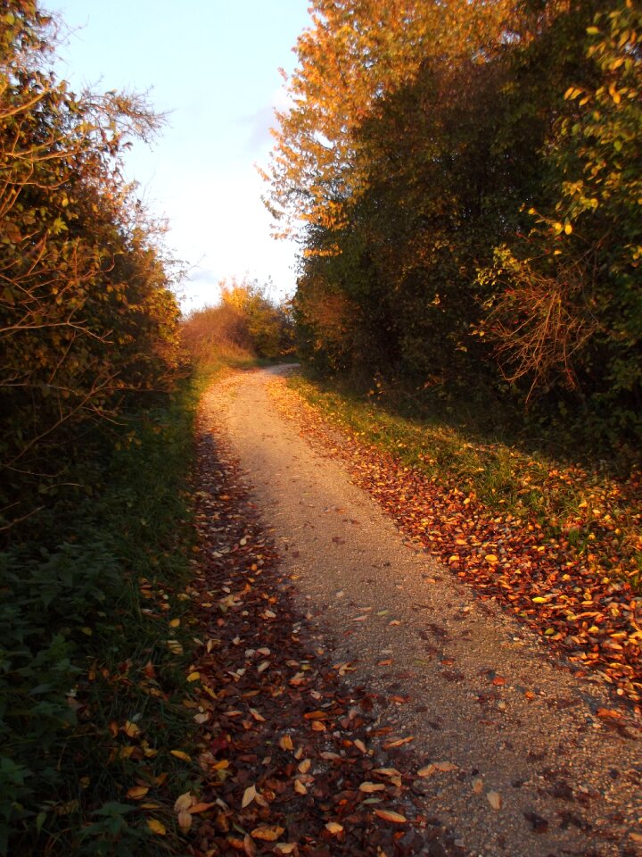 Red yellow fall foliage