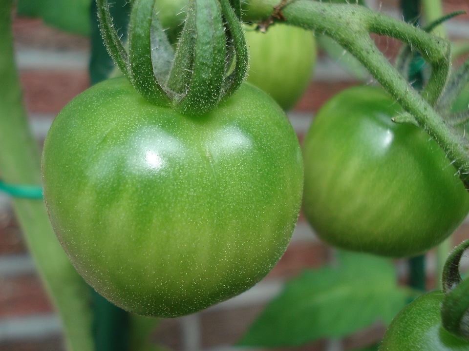 Tomato plant immaturity