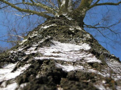 Trunk nature detail photo