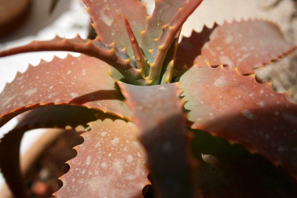 Brown green plant