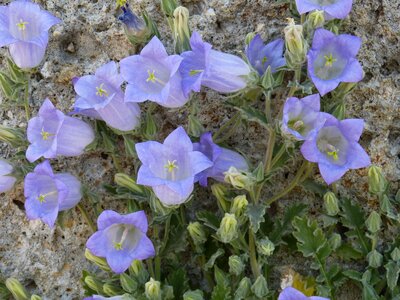 Bloom campanula blue violet