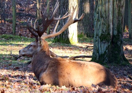 Hunting forestry wildlife park