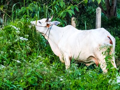 Cow milk cow beef