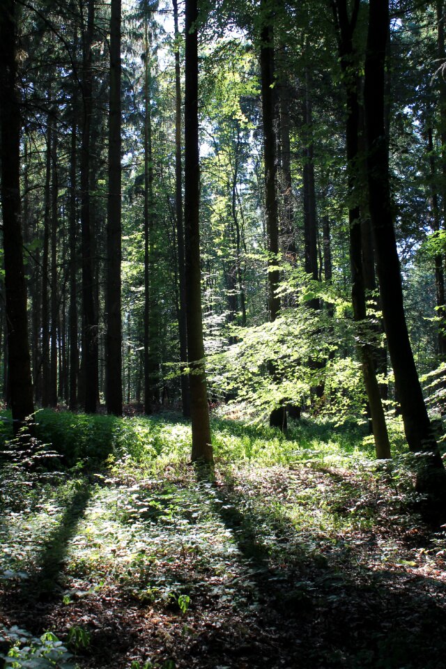 Sunbeam autumn forest nature