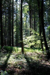 Sunbeam autumn forest nature