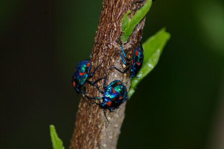 Red beetle bug insect photo