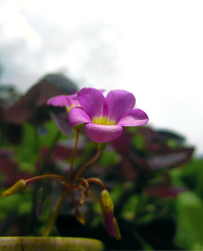 Green petal petals