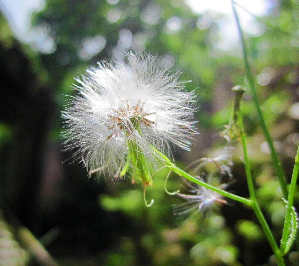 Weed dandelion furry