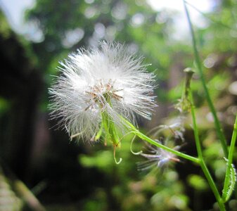 Weed dandelion furry