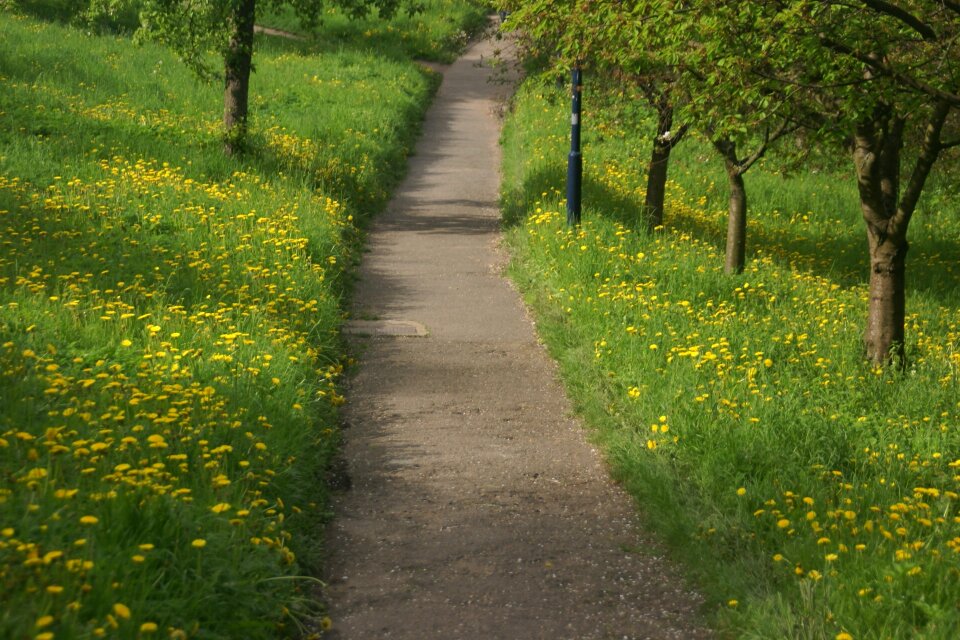 Tree nature flowering