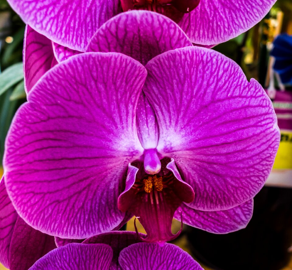 Blossom bloom purple