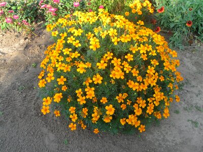 Orange summer nature