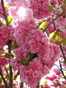 Blossoms spring nature
