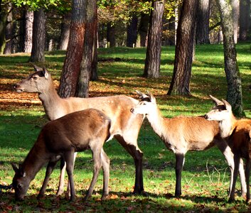 Autumn forest forestry