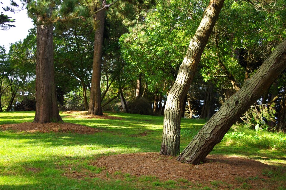 Shade california light